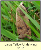 Large Yellow Underwing, Noctua pronuba