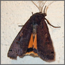 Large Yellow Underwing