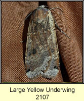 Large Yellow Underwing, Noctua pronuba