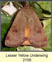 Lesser Yellow Underwing, Noctua comes