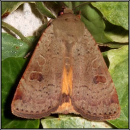 Lesser Yellow Underwing, Noctua comes