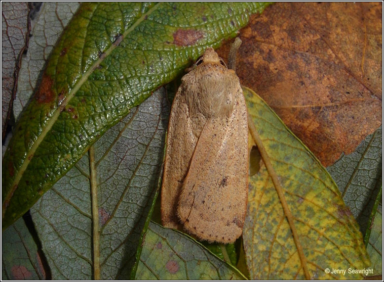 Lesser Yellow Underwing, Noctua comes