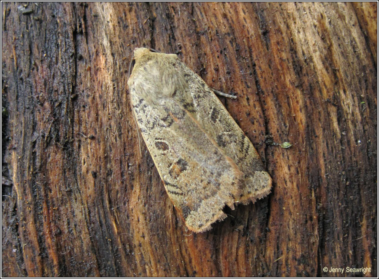 Lesser Yellow Underwing, Noctua comes