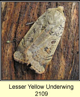 Lesser Yellow Underwing, Noctua comes