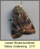 Lesser Broad-bordered Yellow Underwing, Noctua janthe