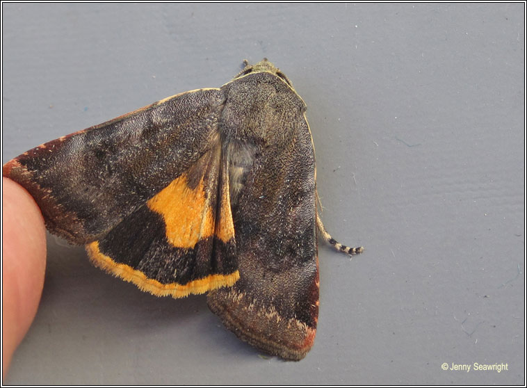 Lesser Broad-bordered Yellow Underwing, Noctua janthe