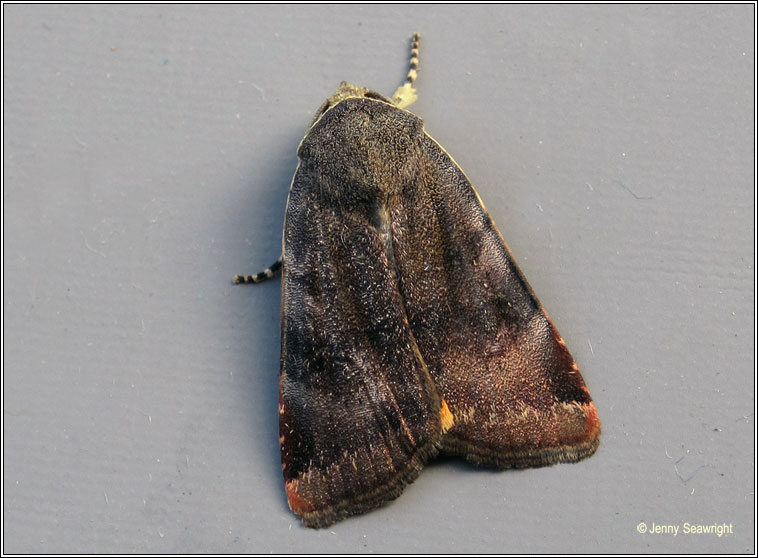 Lesser Broad-bordered Yellow Underwing, Noctua janthe