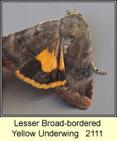 Lesser Broad-bordered Yellow Underwing, Noctua janthe