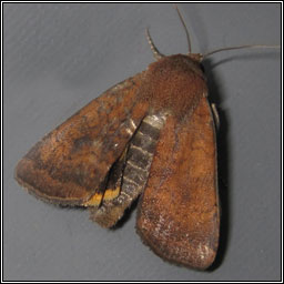 Least Yellow Underwing, Noctua interjecta