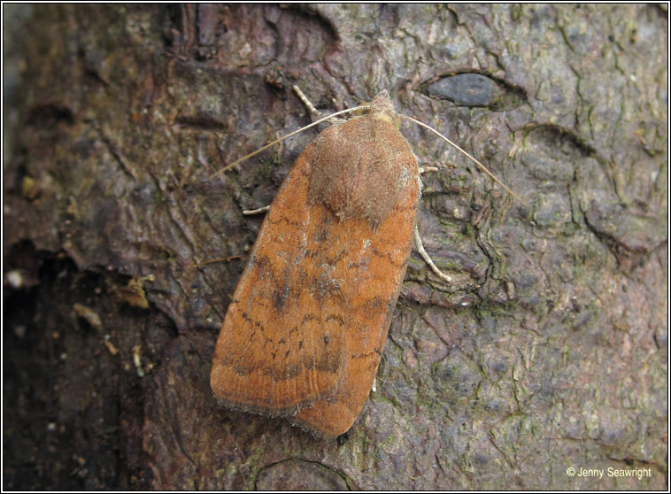 Least Yellow Underwing, Noctua interjecta