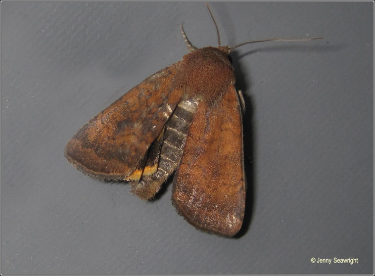 Least Yellow Underwing, Noctua interjecta