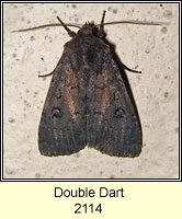 Double Dart, Graphiphora augur