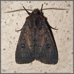 Double Dart, Graphiphora augur