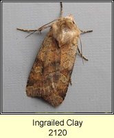 Ingrailed Clay, Diarsia mendica