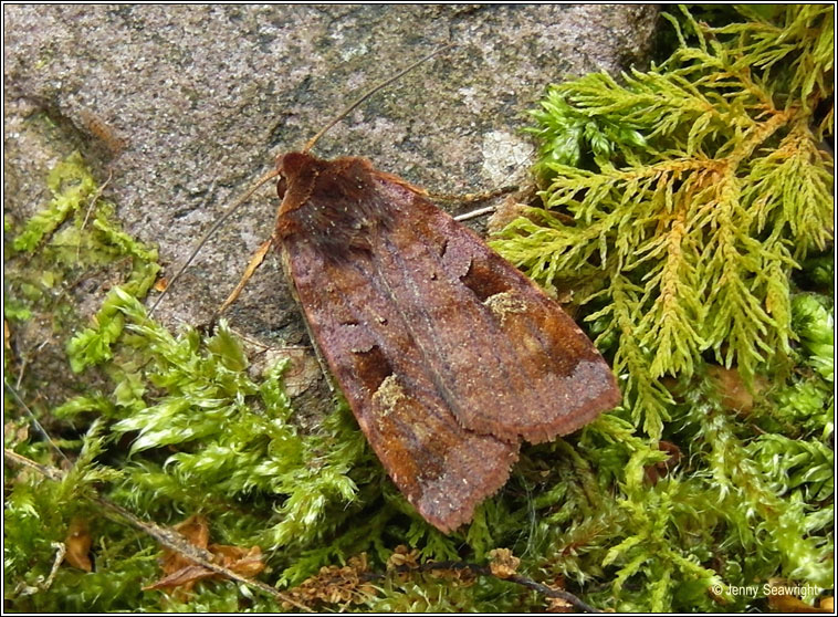 Purple Clay, Diarsia brunnea