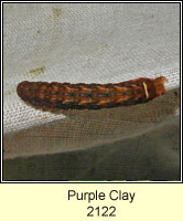 Purple Clay, Diarsia brunnea (caterpillar)