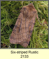 Six-striped Rustic, Xestia sexstrigata