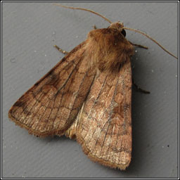 Six-striped Rustic, Xestia sexstrigata