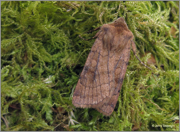 Six-striped Rustic, Xestia sexstrigata