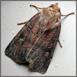 Square-spot Rustic, Xestia xanthographa