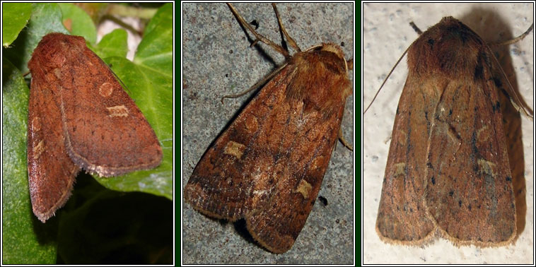 Square-spot Rustic, Xestia xanthographa