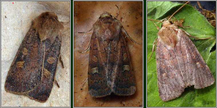 Square-spot Rustic, Xestia xanthographa