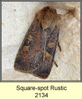 Square Spot Rustic, Xestia xanthographa