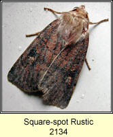 Square Spot Rustic, Xestia xanthographa