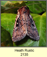 Heath Rustic, Xestia agathina