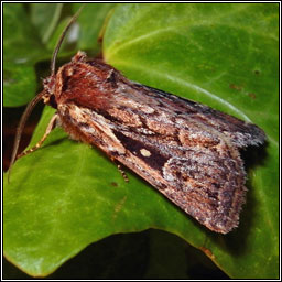 Heath Rustic, Xestia agathina