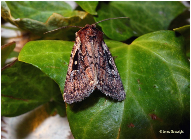 Heath Rustic, Xestia agathina