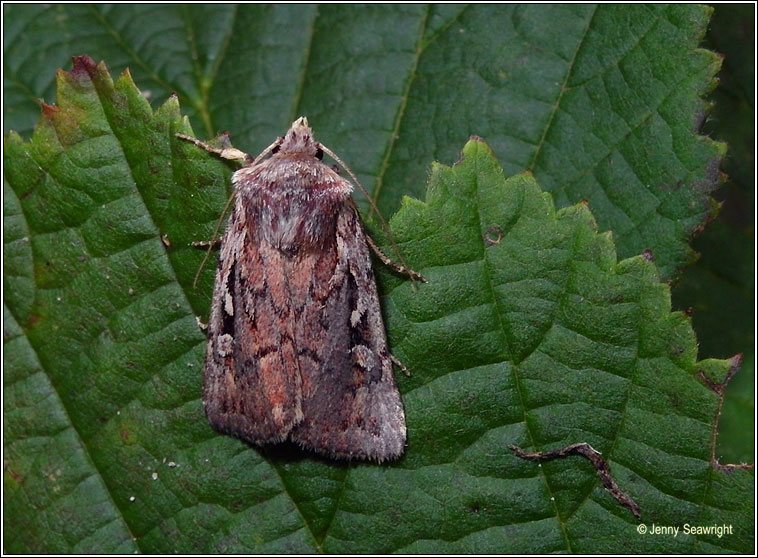 Heath Rustic, Xestia agathina