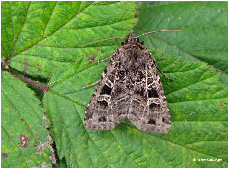 The Gothic, Naenia typica