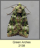 Green Arches, Anaplectoides prasina