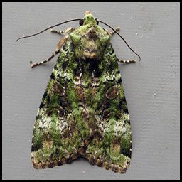 Green Arches, Anaplectoides prasina