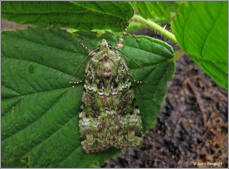 Green Arches, Anaplectoides prasina