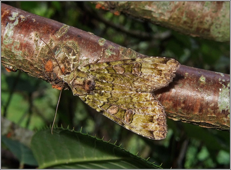 Green Arches, Anaplectoides prasina