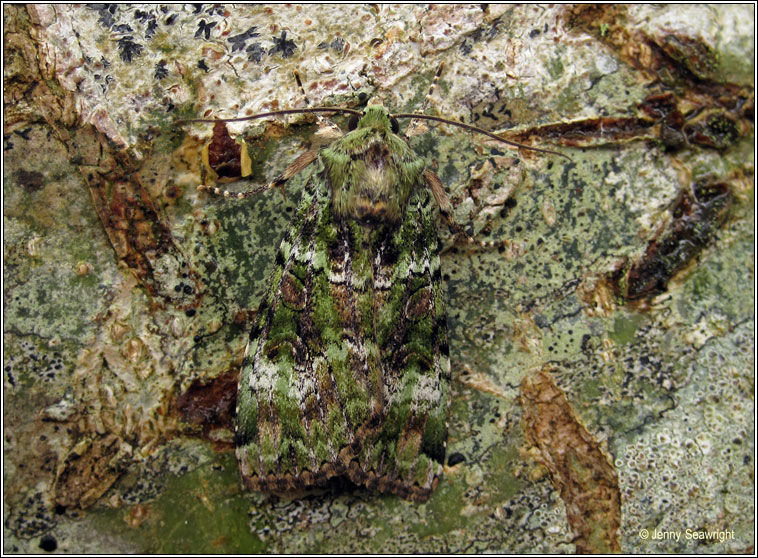 Green Arches, Anaplectoides prasina