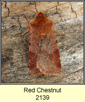 Red Chestnut, Cerastis rubricosa