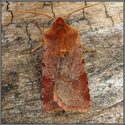 Red Chestnut, Cerastis rubricosa