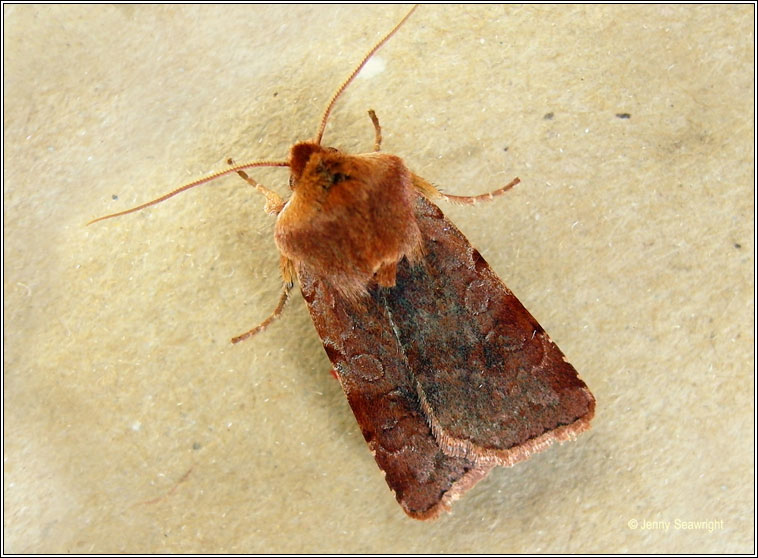 Red Chestnut, Cerastis rubricosa