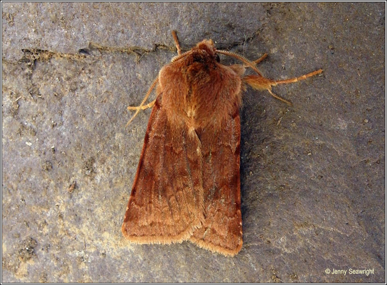 Red Chestnut, Cerastis rubricosa