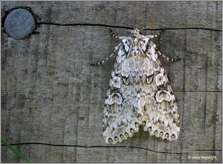 Grey Arches, Polia nebulosa