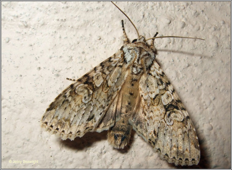 Grey Arches, Polia nebulosa