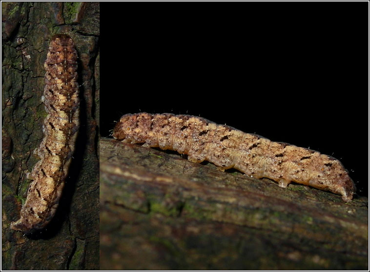 Grey Arches, Polia nebulosa, larvae