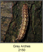 Grey Arches, Polia nebulosa (caterpillar)