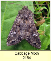 Cabbage Moth, Mamestra brassicae