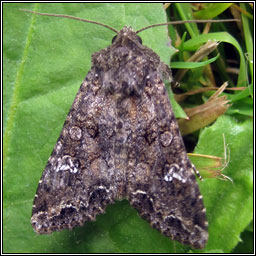 Cabbage Moth, Mamestra brassicae