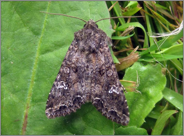 Cabbage Moth, Mamestra brassicae