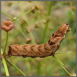 Dot Moth, Melanchra persicariae